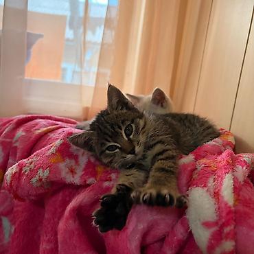бурманские котята: Кошка даром: Беспородная, 2 месяца, Мальчик, Приучена к лотку — 4