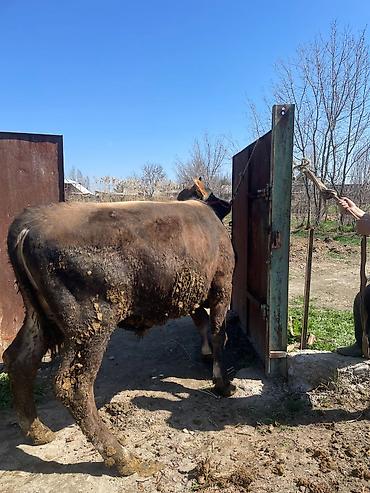 Коровы, быки: Продаю | Бык (самец) | На откорм | Племенные at lalafo.kg — 14 Коровы, быки: Продаю | Бык (самец) | На откорм | Племенные — 14