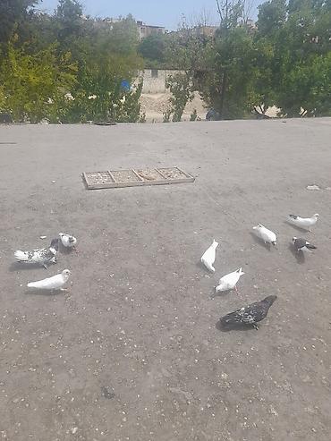 derzi quşu: 9 eded qusdu 5 aznnnen top sekilde satilir saglam quslardi — 2