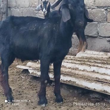 mal qara satisi: Erkək, Hələb, il: 1, Damazlıq, Ödənişli çatdırılma — 4