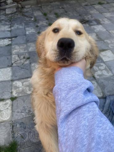 İtlər: Retriever, 2 il, Erkek, Peyvəndli, Pulsuz çatdırılma -da lalafo.az — 2 İtlər: Retriever, 2 il, Erkek, Peyvəndli, Pulsuz çatdırılma — 2