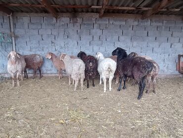 кролик декоративный: Сатам | Козу | Союуга