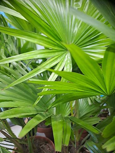 Ostale kućne biljke: Sanseverije, velike biljke sa prve dve slike su 3500, Sanseverije sa — 11