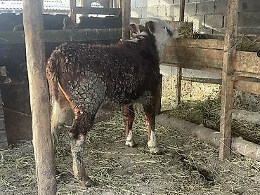 Коровы, быки: Продаю | Бык (самец) | Герефорд — 10