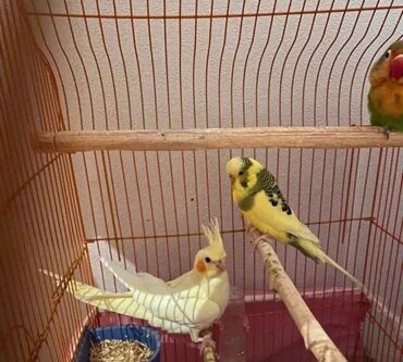 Tutuquşları: Cute hazir erek ve disi korellar hazir cutler ele orgetmek ucun bala — 8