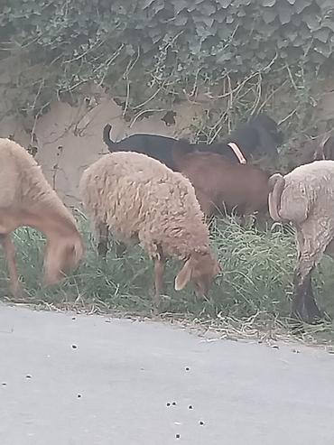 quzu qiyməti: 1 erkək, 1 dişi 3 aylıq quzular var. Dişinin çəkisi 21kq, erkəyin — 3