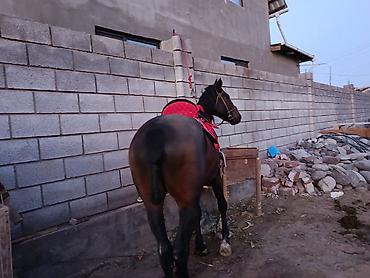 жеребая кобыла: Продаю | Конь (самец) | Конный спорт | Мерин — 4