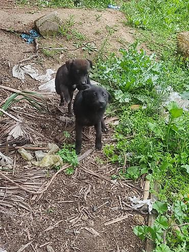 İtlər: 6 ay — 11