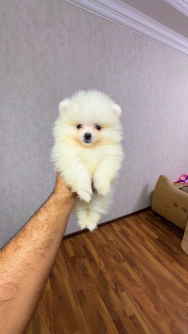 İtlər: Şpitz, 2 ay, Erkek, Peyvəndli, Ünvandan götürmə — 17