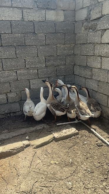 Qazlar: Linda ve Kuban qazlari Disi qazlar hazirda yumurtlayir 2 ilin — 2