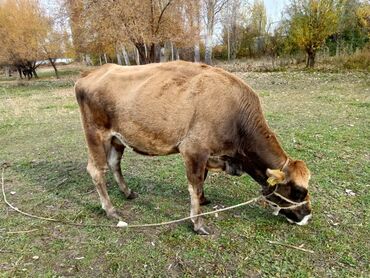 продажа кукурузы в початках: Продаю | Корова (самка) | Для молока | Привязанные