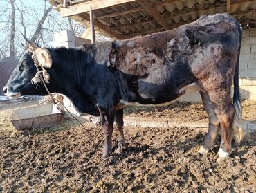 Коровы, быки: Продаю | Корова (самка) | Для разведения | Привязанные — 6