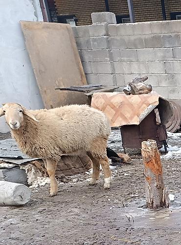 Баран, овца: Продаю | Баран (самец) | Для разведения | Матка — 6