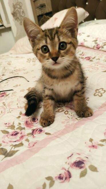 scottish fold satilir: Şotland uzun tüklü, Dişi, Yaxşı əllərə, Ünvandan götürmə