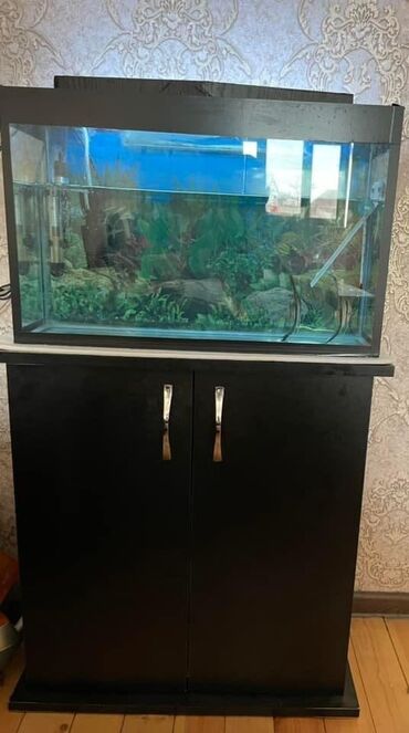 suni ot v Azərbaycan | Ot doğrayan aparatlar: Ela veziyyetde akvarium satilir şkaf ilə birlikdə Ustunde