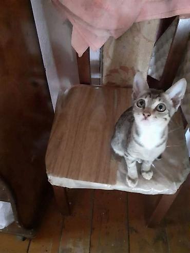 pisik səkilləri profil ucun: Lənkəranda etibarlı əllərə bala pişik🐈🐈🐈sahibləndirilir.Şirin, insana — 2