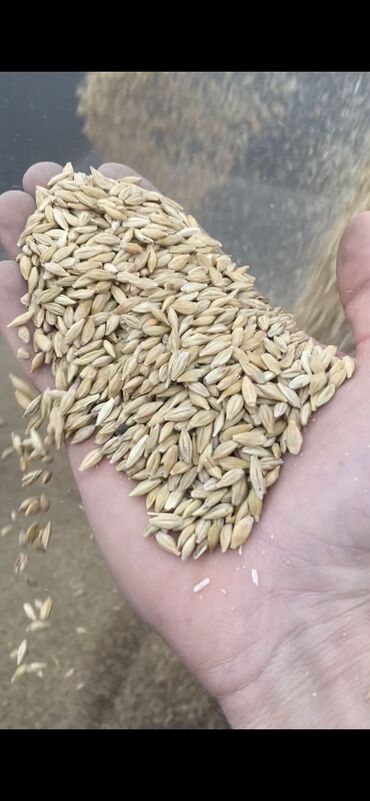 срочно продаю в связи с переездом: Ячмень с доставкой 
В мешках и россыпью