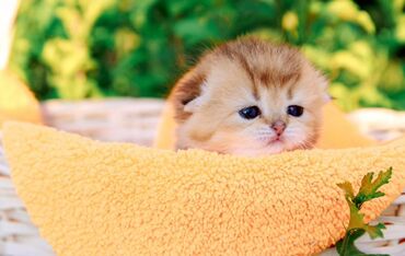Отдам даром кошку: Кошка даром: Скотиш Фолд (Шотландская вислоухая), 2 месяца, Девочка, Приучена к лотку, Проглистована, С документами