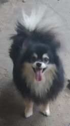 немецкая овчарка щенки цена бишкек: Немецкая овчарка, 3 года, Самец, С прививкой