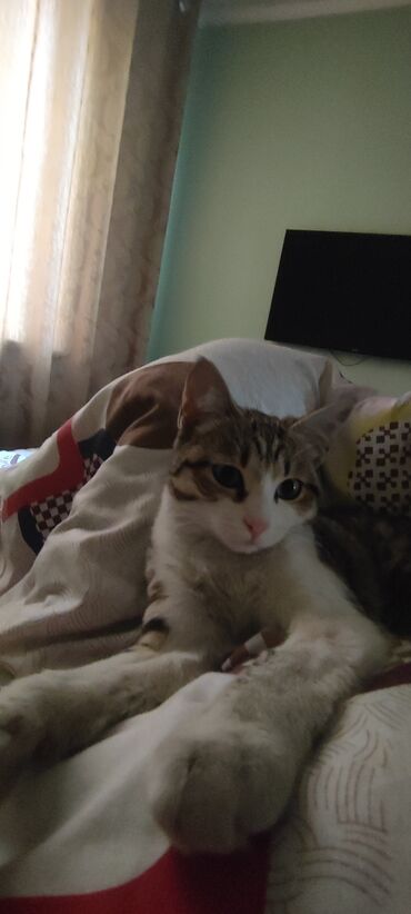 сиамский котенок: Котенок, девочка,стерилизована, привита, к лотку приучена