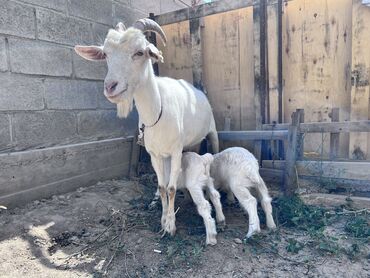 продам кукурузу: Продаю | Коза (самка), Козлёнок | Зааненская