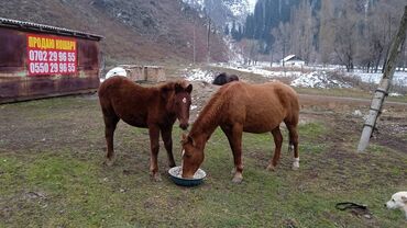 машинки для стрижки животных: Бооз бээ сатылат учунчу туут жакшы айгырдан токтогон,8 айлык тай