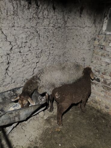 Бараны, овцы: Продаю | Овца (самка) | Для разведения | Матка — 3