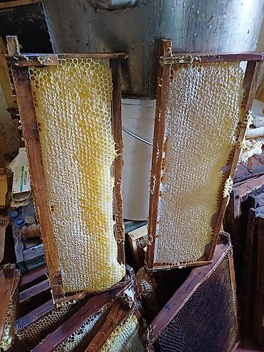 Мёд из собственной пасеки, откачанный из запечатанных сот.700 сом кг