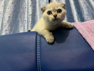 Pişiklər: Şotland yastı qulaq, Erkək, Dişi, Yaxşı əllərə, Ünvandan götürmə, Pulsuz çatdırılma, Ödənişli çatdırılma — 115