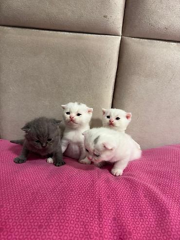 Pişiklər: Fars, Erkək, Dişi, Yaxşı əllərə, Ünvandan götürmə, Pulsuz çatdırılma, Ödənişli çatdırılma — 9