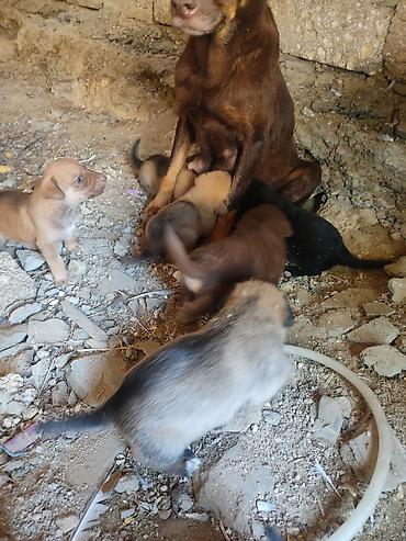 erkek it adlari: Zvonok, 1 ay, Dişi — 7