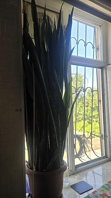 ucuz gul: Bitki: Sansevieria trifasciata (Qayın diləyi, “Snake Plant”) Tip — 1