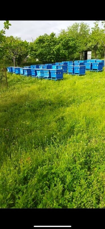 Arı yeşikləri: Arı ailəsi satılır. boz qafqaz sortu. təzə yeşiklər. böyük və korpuslu