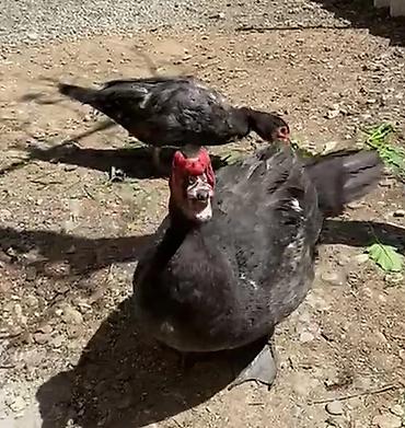 Toyuqlar: Toyuq, Ətlik -da lalafo.az — 19 Toyuqlar: Toyuq, Ətlik — 19