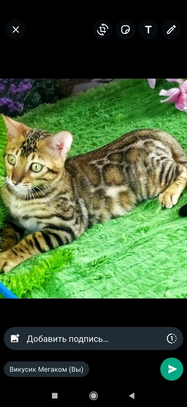 Продажа кошек: Друзья !! в проф питомнике Бен Гла Мур новые детки .Бенгальские котята — 13