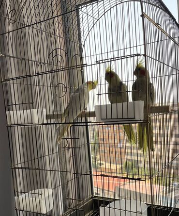 Qəfəslər: Salamlar quşlar şatılir hamısı idyal vəziyyətdədirlər .vitaminləri35 — 6