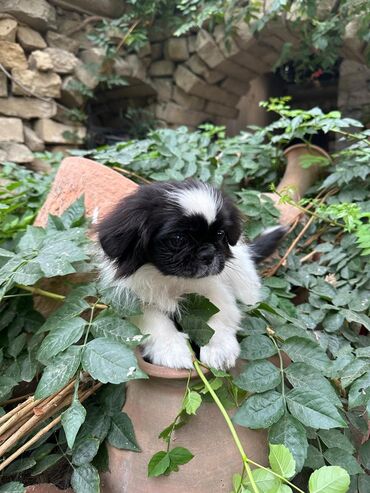 vəhşi it: Pekines, 3 ay, Erkek