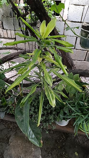 Другие комнатные растения: Комнатные растения ( Беловодское могу привезти в Бишкек) — 10