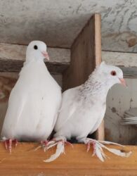 Göyərçinlər: Göyərçinlər satılır biri 10 manatdan. Birindən başqa-ayağı bol papışdı — 2