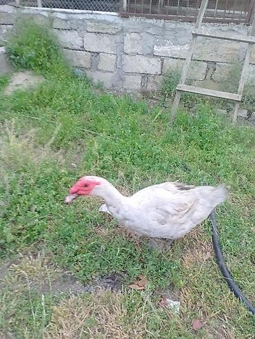 herati fərəsi: Salam, damazlıq bir yaş yarımlıq aktiv lavanda erkey lal ördey — 4
