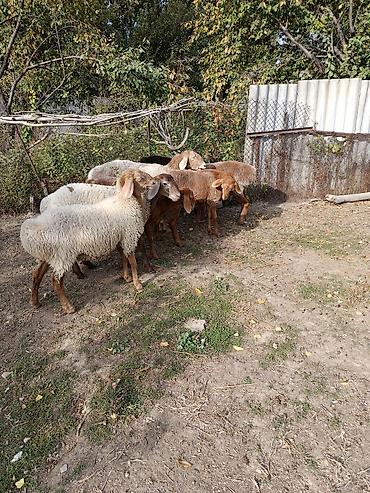 Продам с/х животных: Продаю | Ягненок | Для разведения | Матка — 4