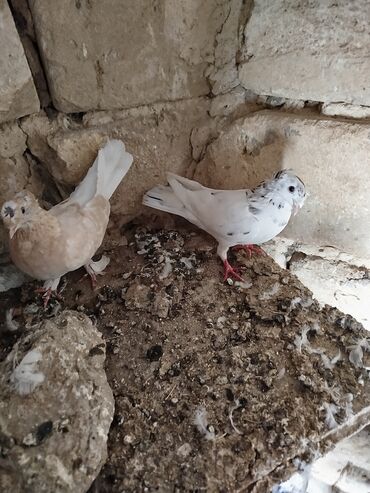 Göyərçinlər: Şəkillərdə müxtəlif rənglərdə və bəzi fərqli xüsusiyyətlərə malik — 10