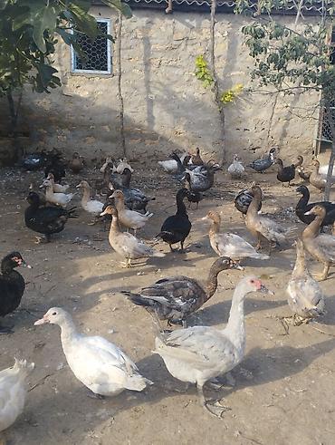 at satisi: Lal ördek Ler lavanda öküzü zümrüdü Macar 2 dişi 1 erkek 120 mnt tek — 1
