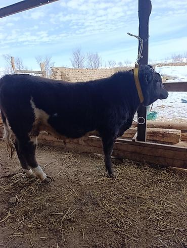 Коровы, быки: Продаю | Бык (самец) | Голштин, Швицкая, Алатауская | На откорм | Привязанные — 8