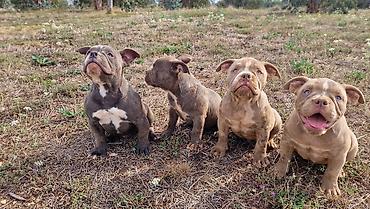 cena toy pudla: EXOTIC BULLY ŠTENCI Dostupni prelepi Exotic Bully štenci, stari 2,5 — 2
