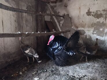 индюк сколько стоит: Продаю индюка с индейками. индюку 2 года цена 5т.сом. индейки