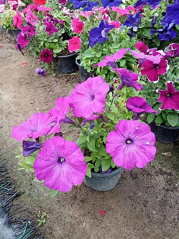 dibcək gul: Petuniya (Petunia) qablarda – müxtəlif rənglər - Rəng çeşidləri: tünd — 3