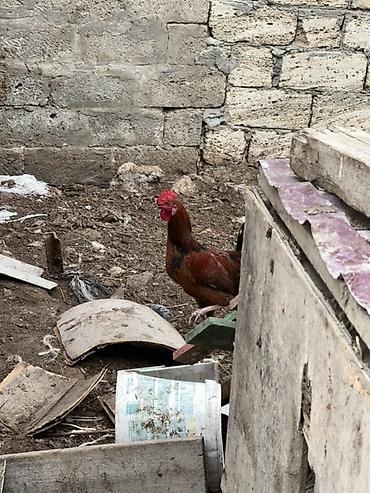 qara avstraloq: Toyuq, Yumurtalıq — 2