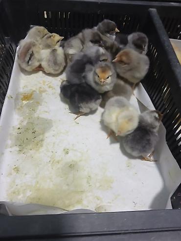 Digər quşlar: Her nov cuce satişi. xarkov çil 2m xarkov 1.50m atkas 3m avstroluq 3m — 6