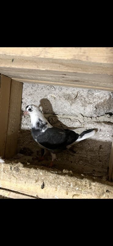 Göyərçinlər: Göy nişanlar ağlar 30dan coxdu balalarnan hamisi 10azn den abtavoy — 7